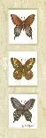 Bright Butterflies-Peggy Thatch Sibley-Art Print
