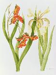 Iris Foetidissima-Peggy Wyatt-Giclee Print