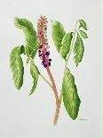 Phytolacca-Peggy Wyatt-Laminated Giclee Print