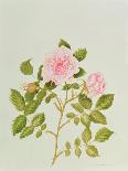 Rosa Var: Gertrude Jekyll-Peggy Wyatt-Stretched Canvas