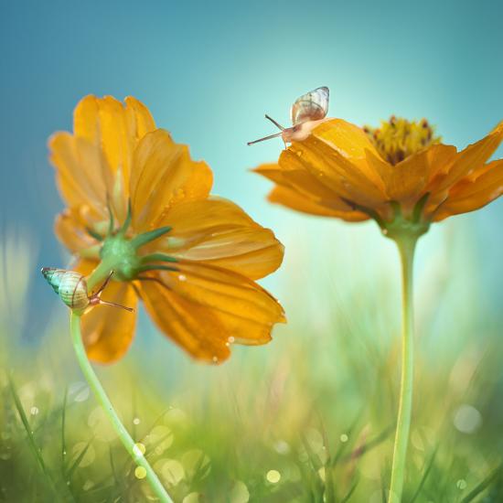Photographic Print, , large