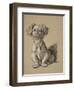 Peke, 1930, Ifrom His Sketch Book Used For Just Among Friends, Aldin, Cecil Charles Windsor-Cecil Aldin-Framed Giclee Print