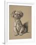 Peke, 1930, Ifrom His Sketch Book Used For Just Among Friends, Aldin, Cecil Charles Windsor-Cecil Aldin-Framed Giclee Print