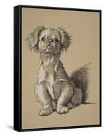 Peke, 1930, Ifrom His Sketch Book Used For Just Among Friends, Aldin, Cecil Charles Windsor-Cecil Aldin-Framed Stretched Canvas