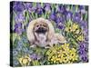 Peke in the Flower Bed-Hilary Jones-Stretched Canvas