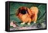 Pekinese Champion Chu-Erh of Alderbourng-null-Framed Stretched Canvas