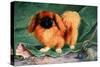 Pekinese Champion Chu-Erh of Alderbourng-null-Stretched Canvas