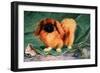 Pekinese Champion Chu-Erh of Alderbourng-null-Framed Art Print