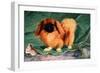 Pekinese Champion Chu-Erh of Alderbourng-null-Framed Art Print