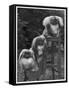 Pekingese 1953-null-Framed Stretched Canvas