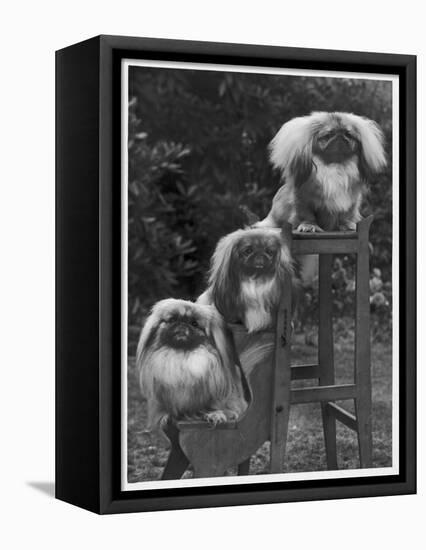 Pekingese 1953-null-Framed Stretched Canvas