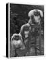 Pekingese 1953-null-Stretched Canvas