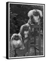 Pekingese 1953-null-Framed Stretched Canvas