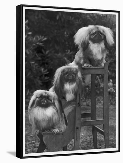 Pekingese 1953-null-Framed Stretched Canvas