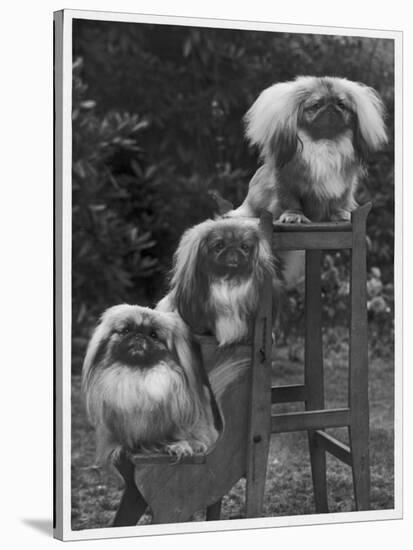 Pekingese 1953-null-Stretched Canvas