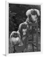 Pekingese 1953-null-Framed Photographic Print