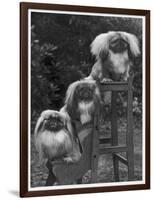 Pekingese 1953-null-Framed Photographic Print