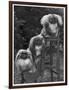 Pekingese 1953-null-Framed Photographic Print