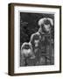 Pekingese 1953-null-Framed Photographic Print