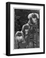 Pekingese 1953-null-Framed Photographic Print