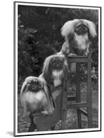 Pekingese 1953-null-Mounted Photographic Print