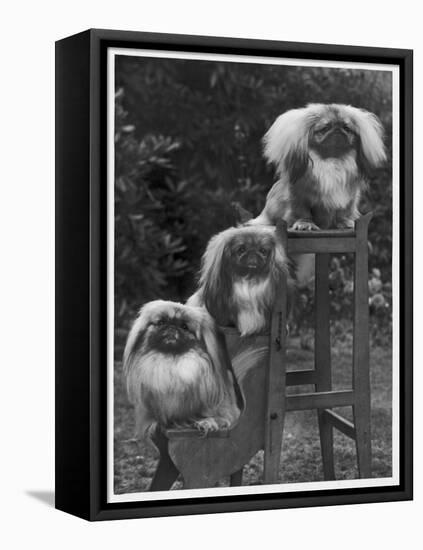 Pekingese 1953-null-Framed Stretched Canvas