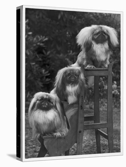 Pekingese 1953-null-Stretched Canvas