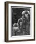 Pekingese 1953-null-Framed Photographic Print