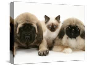 Pekingese and English Mastiff Puppies with Birman-Cross Kitten-Jane Burton-Stretched Canvas