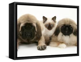 Pekingese and English Mastiff Puppies with Birman-Cross Kitten-Jane Burton-Framed Stretched Canvas