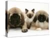 Pekingese and English Mastiff Puppies with Birman-Cross Kitten-Jane Burton-Stretched Canvas