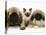 Pekingese and English Mastiff Puppies with Birman-Cross Kitten-Jane Burton-Stretched Canvas