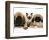 Pekingese and English Mastiff Puppies with Birman-Cross Kitten-Jane Burton-Framed Premium Photographic Print