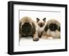 Pekingese and English Mastiff Puppies with Birman-Cross Kitten-Jane Burton-Framed Premium Photographic Print