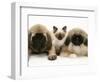 Pekingese and English Mastiff Puppies with Birman-Cross Kitten-Jane Burton-Framed Premium Photographic Print