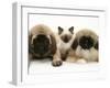 Pekingese and English Mastiff Puppies with Birman-Cross Kitten-Jane Burton-Framed Photographic Print