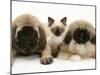 Pekingese and English Mastiff Puppies with Birman-Cross Kitten-Jane Burton-Mounted Photographic Print