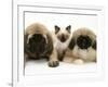 Pekingese and English Mastiff Puppies with Birman-Cross Kitten-Jane Burton-Framed Photographic Print