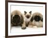 Pekingese and English Mastiff Puppies with Birman-Cross Kitten-Jane Burton-Framed Photographic Print