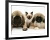 Pekingese and English Mastiff Puppies with Birman-Cross Kitten-Jane Burton-Framed Photographic Print