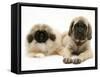 Pekingese and English Mastiff Puppies-Jane Burton-Framed Stretched Canvas