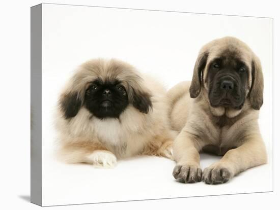 Pekingese and English Mastiff Puppies-Jane Burton-Stretched Canvas