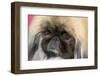 Pekingese close up, California, USA-Zandria Muench Beraldo-Framed Photographic Print