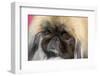 Pekingese close up, California, USA-Zandria Muench Beraldo-Framed Photographic Print