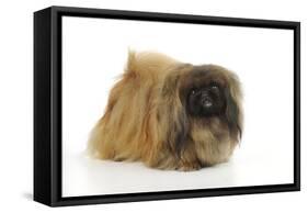 Pekingese Dog-null-Framed Stretched Canvas