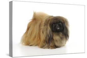 Pekingese Dog-null-Stretched Canvas