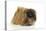 Pekingese Dog-null-Stretched Canvas