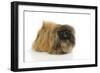 Pekingese Dog-null-Framed Photographic Print