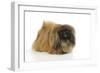 Pekingese Dog-null-Framed Photographic Print