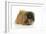 Pekingese Dog-null-Framed Photographic Print